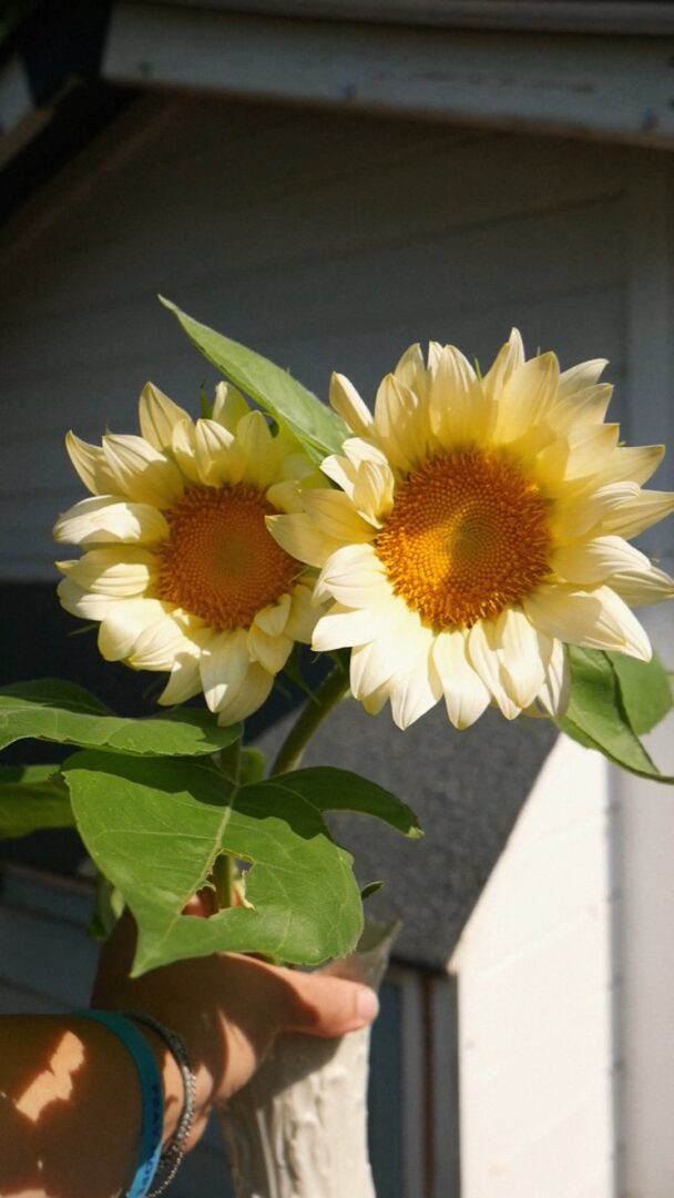 Photo of a pair of sunflowers, which is one of the most rewarding things to see at a sunflower farm where people with disabilities can enjoy memorable and meaningful experiences.